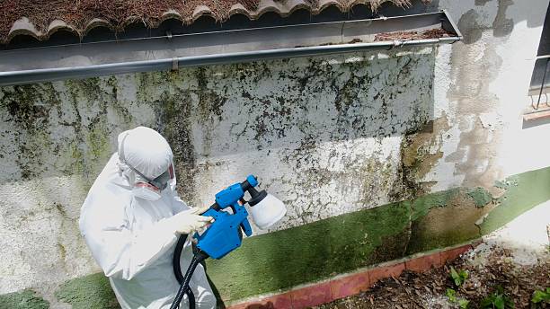 Mold Removal service in Clarksville